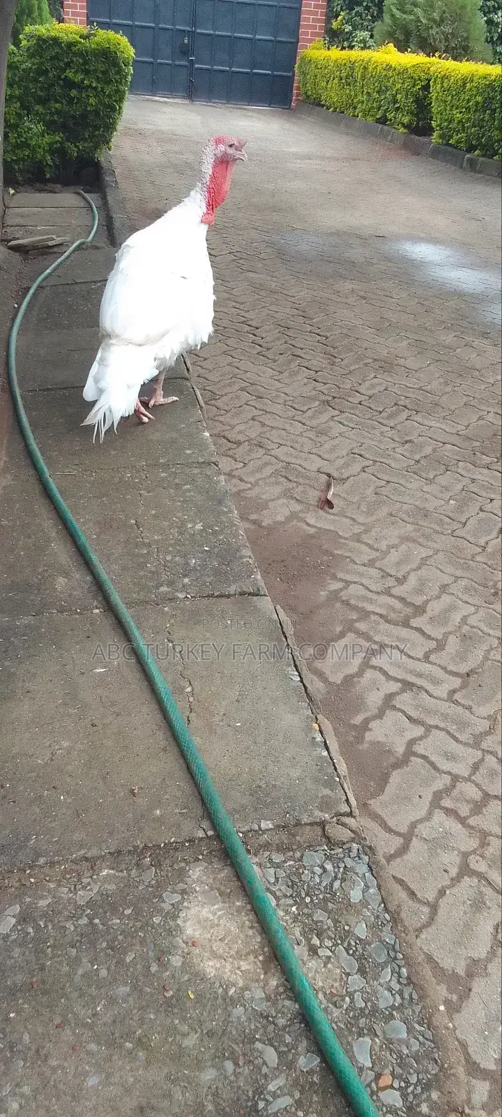 Pure White Turkeys(High Breed)