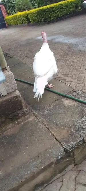 Pure White Turkeys(High Breed)