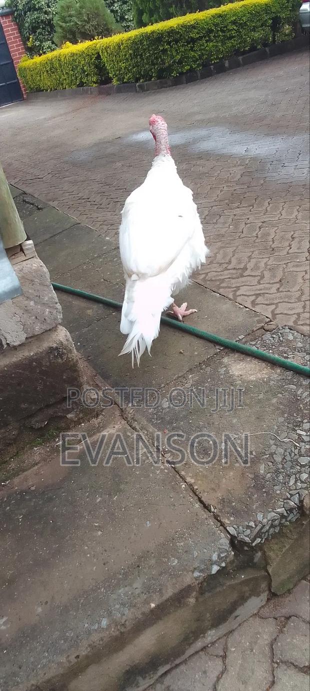 Pure White Turkeys - thumbnail 2