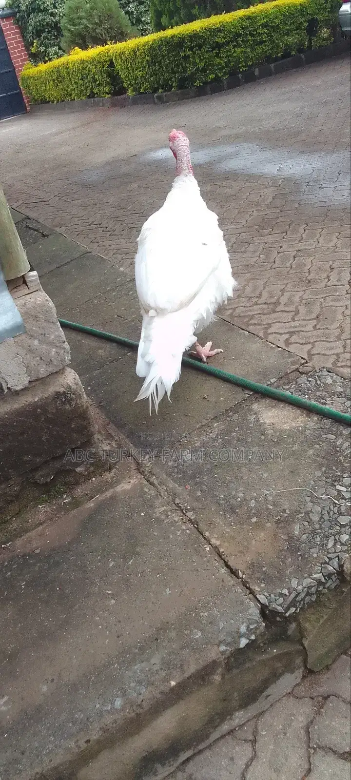 Pure White Turkeys(High Breed)