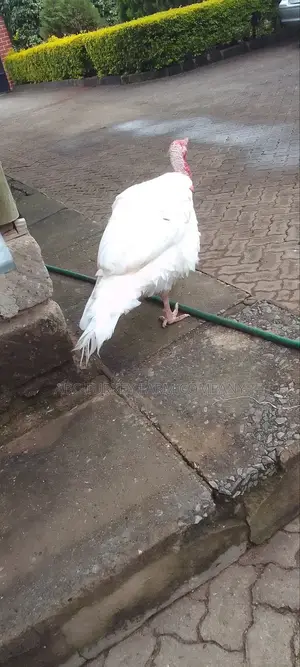 Pure White Turkeys(High Breed)