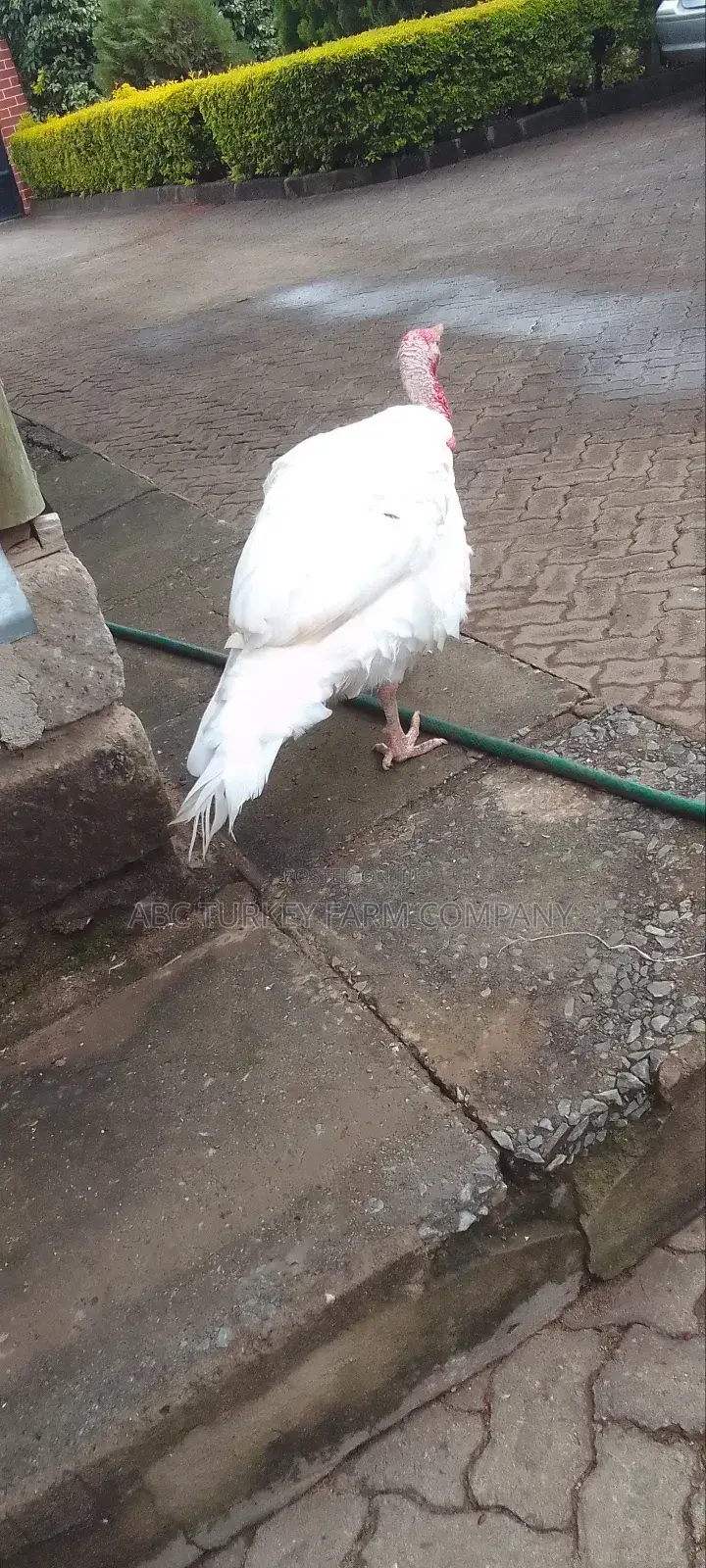 Pure White Turkeys(High Breed)