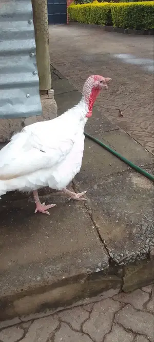 Pure White Turkeys(High Breed)