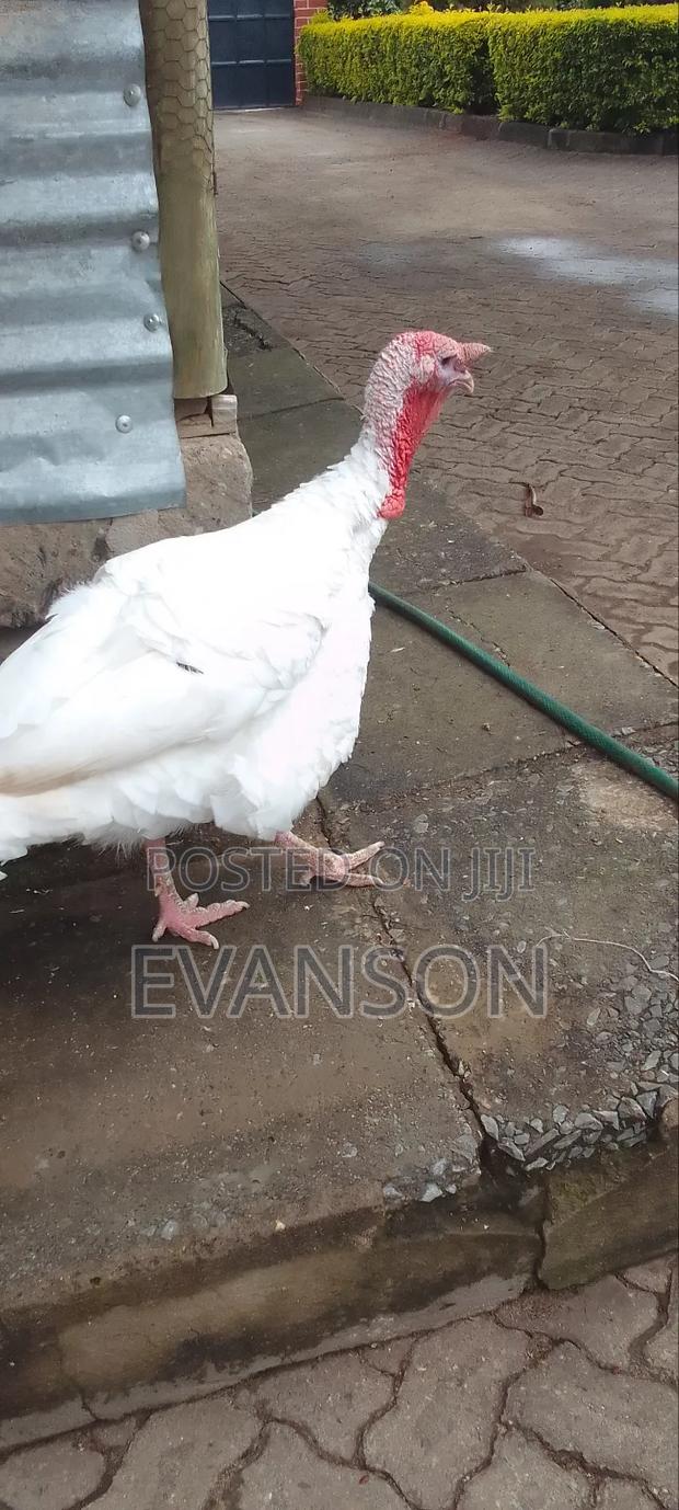 Pure White Turkeys - thumbnail 4