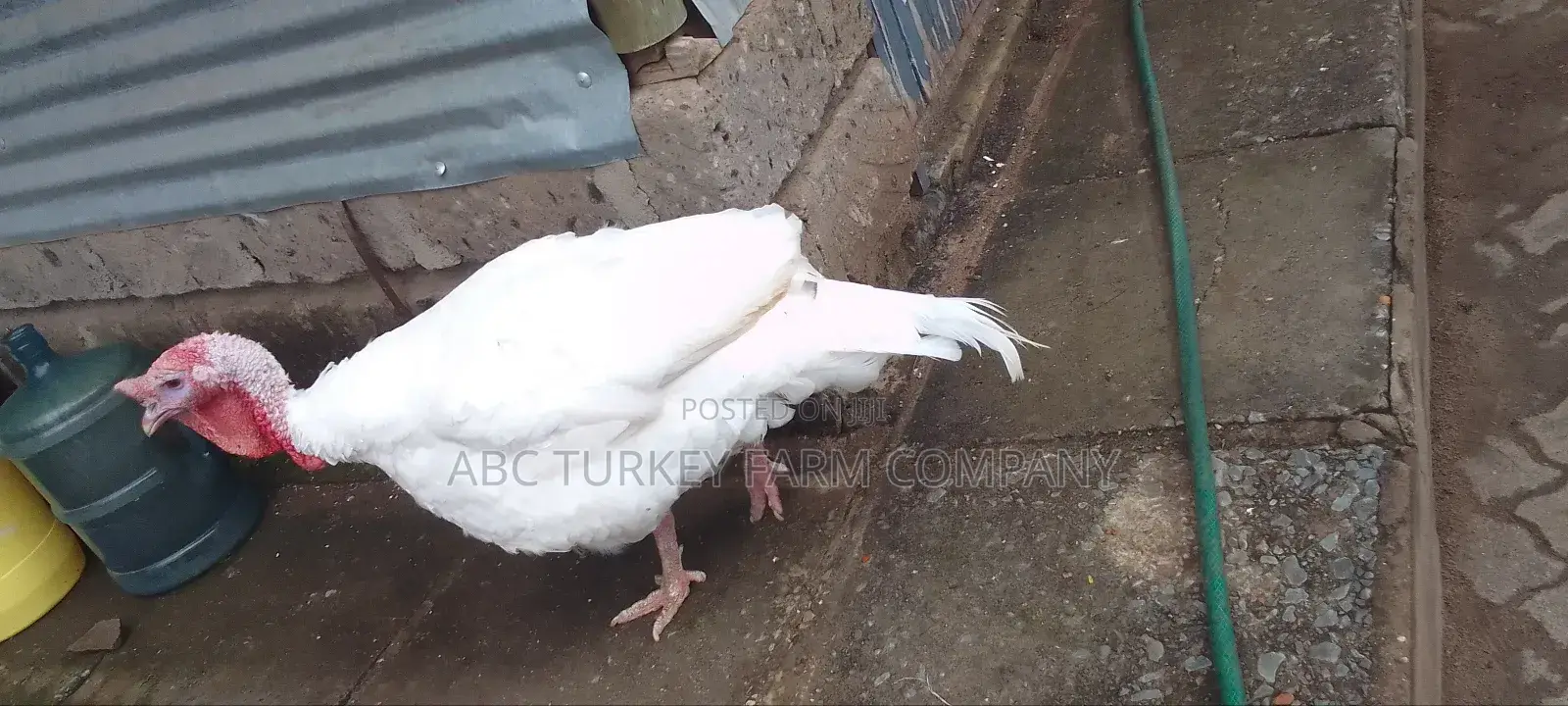 Pure White Turkeys(High Breed)