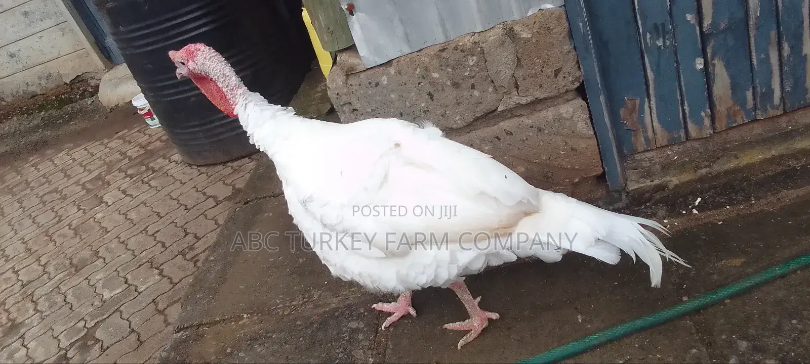 Pure White Turkeys(High Breed)