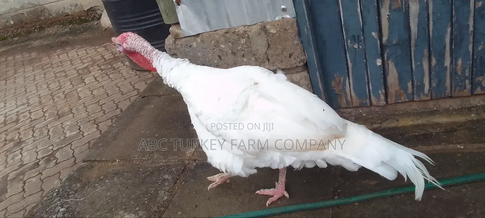 Pure White Turkeys(High Breed)
