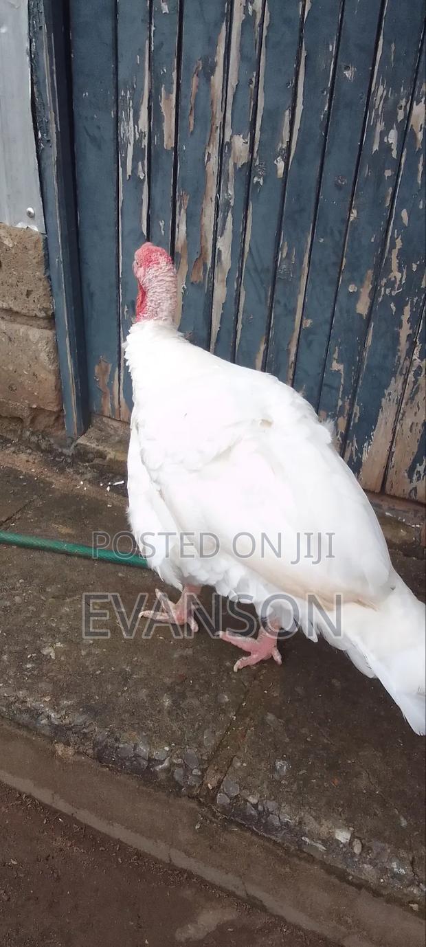 Pure White Turkeys - thumbnail 8