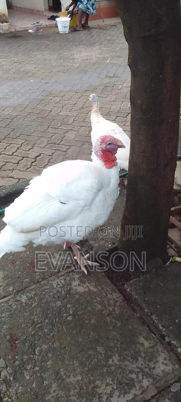 Pure White Turkeys - thumbnail 9