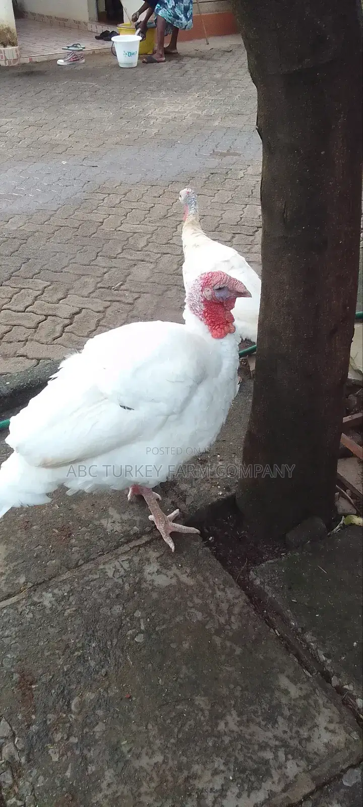 Pure White Turkeys(High Breed)
