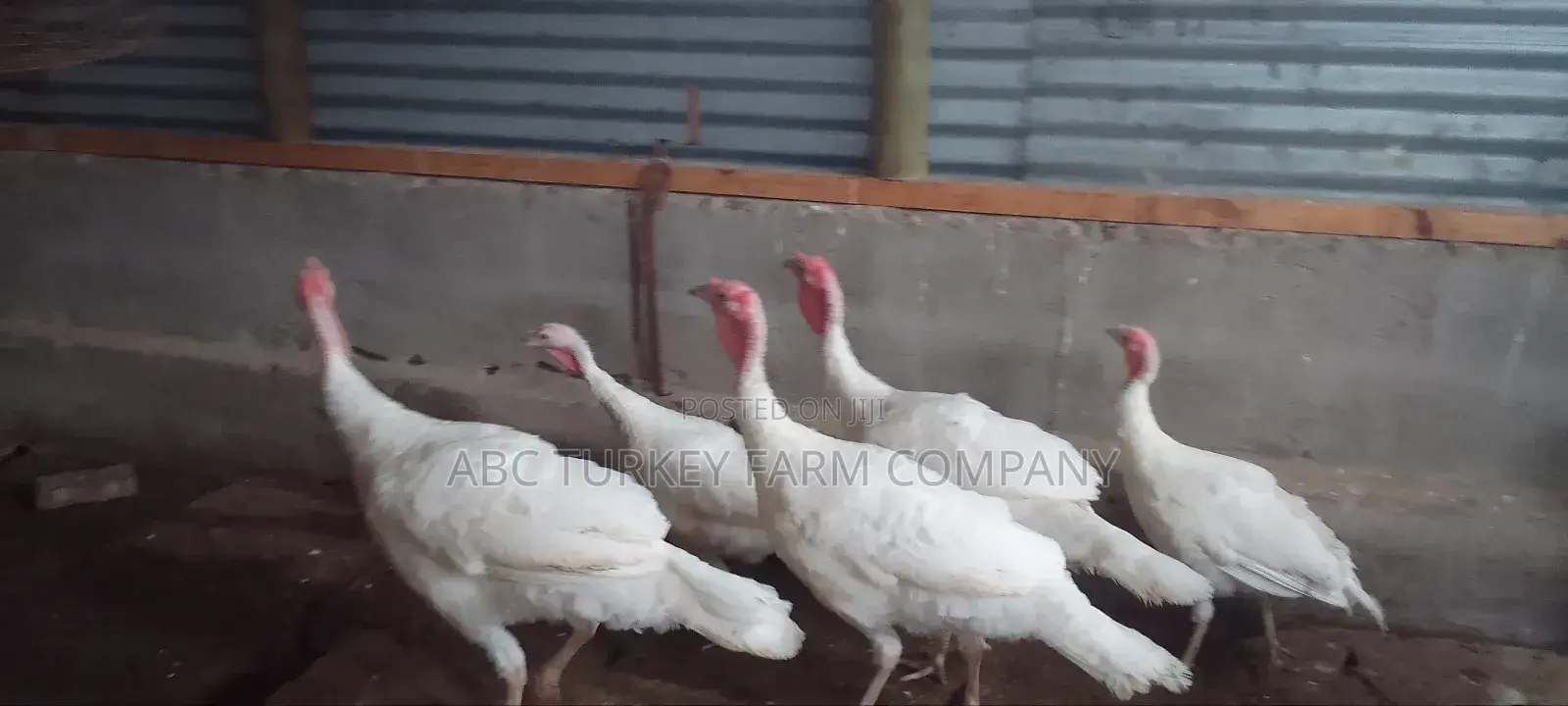 Pure White Turkeys(High Breed)
