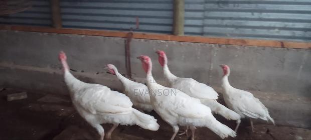 Pure White Turkeys - thumbnail 10