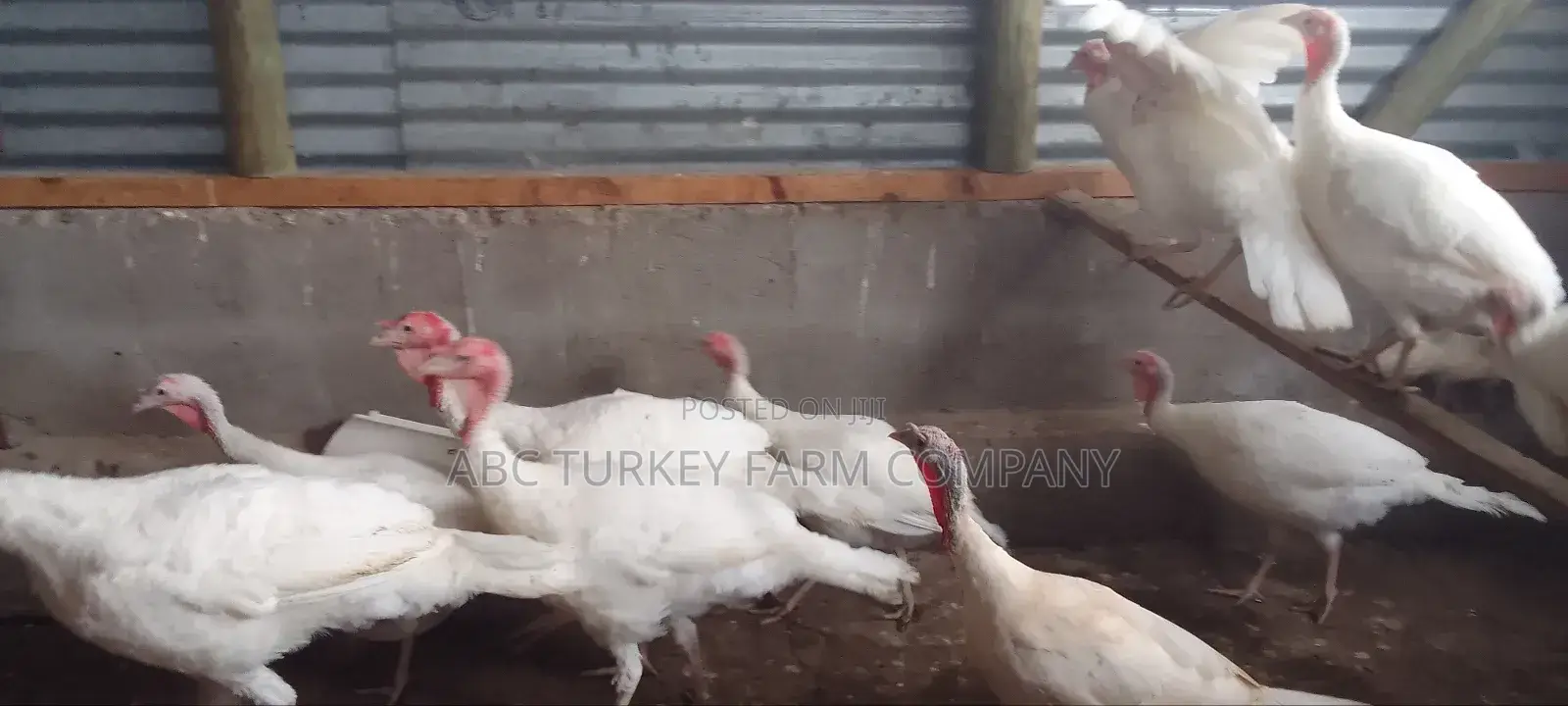 Pure White Turkeys(High Breed)