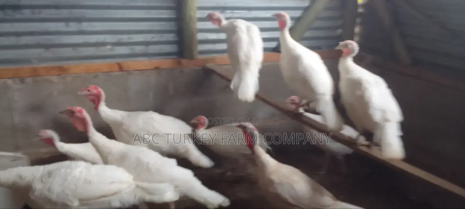 Pure White Turkeys(High Breed)