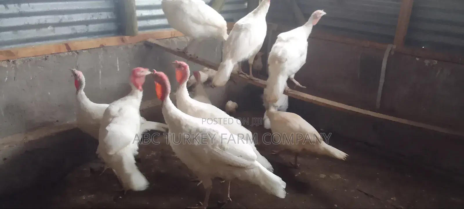 Pure White Turkeys(High Breed)