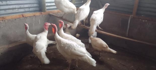 Pure White Turkeys - thumbnail 13