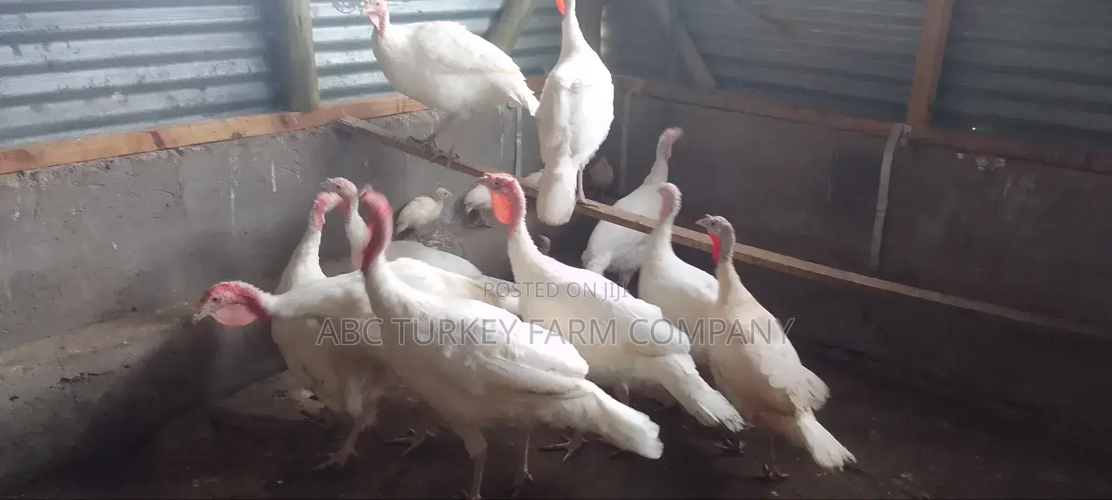 Pure White Turkeys(High Breed)