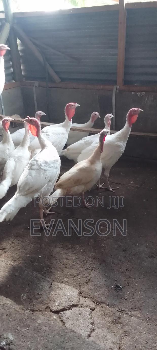 Pure White Turkeys - thumbnail 15