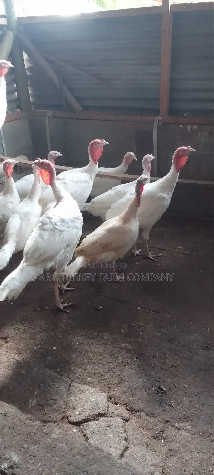 Pure White Turkeys(High Breed)