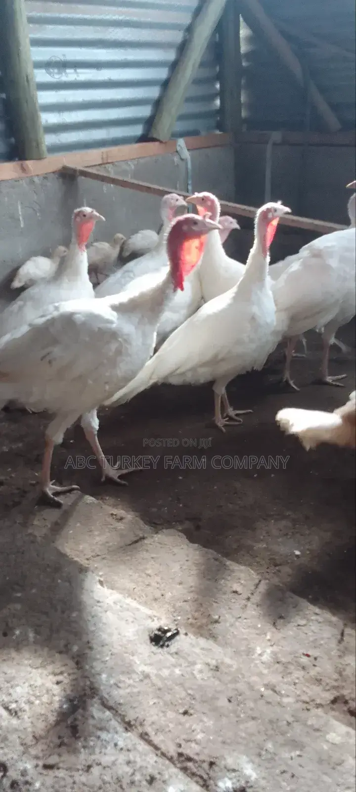 Pure White Turkeys(High Breed)