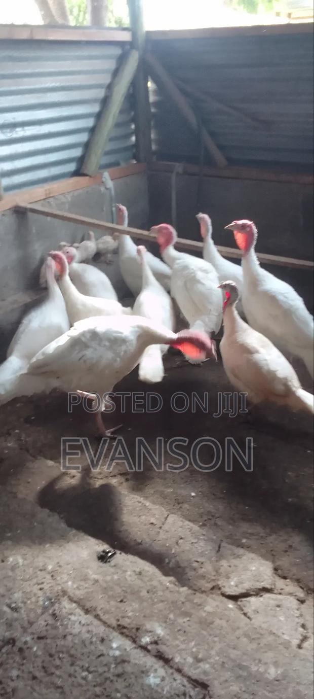 Pure White Turkeys - thumbnail 17