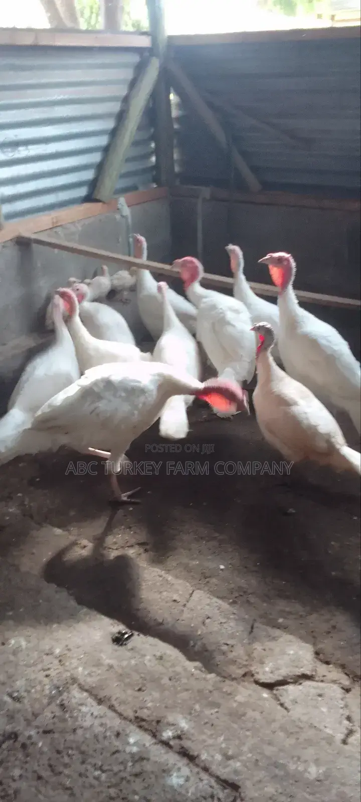 Pure White Turkeys(High Breed)