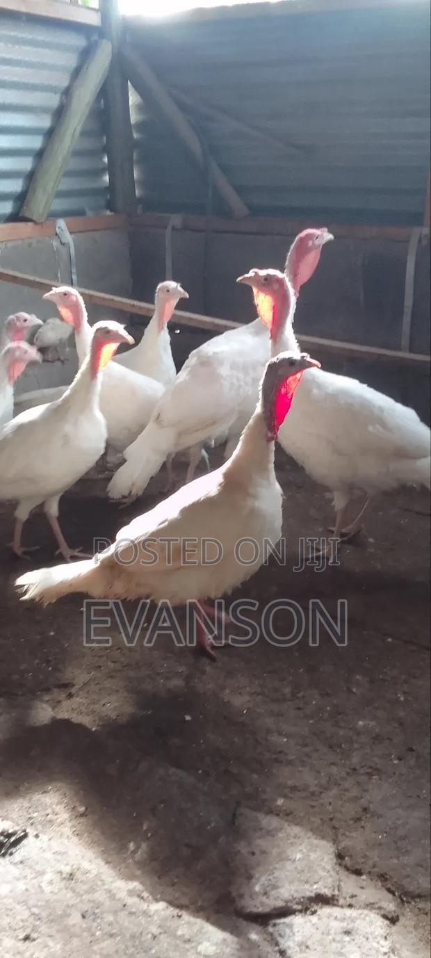 Pure White Turkeys - thumbnail 18