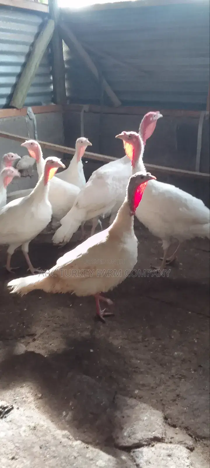 Pure White Turkeys(High Breed)