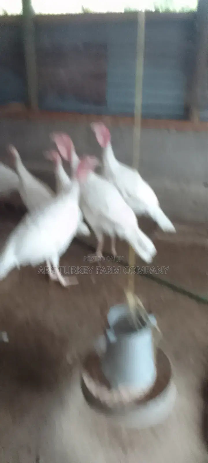 Pure White Turkeys(High Breed)