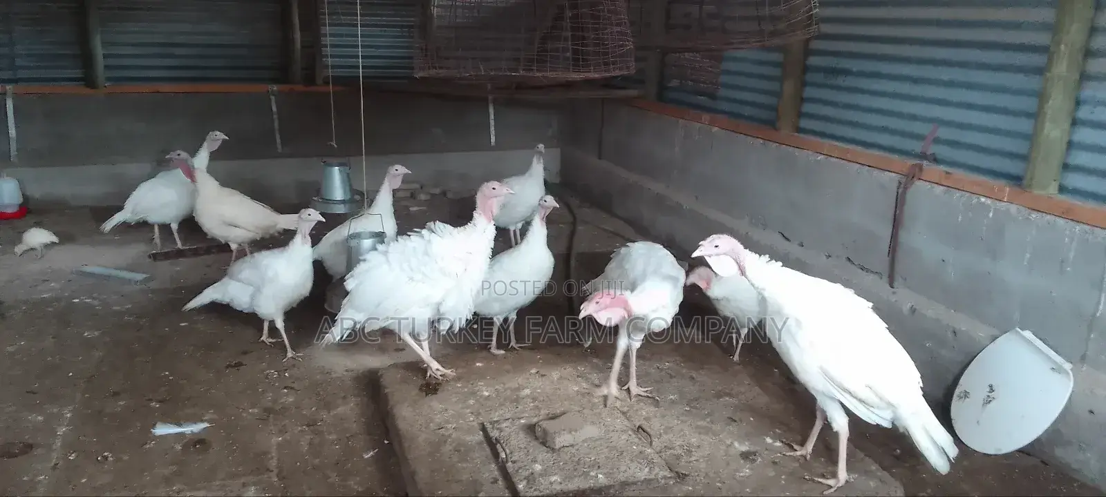 Pure White Turkeys(High Breed)