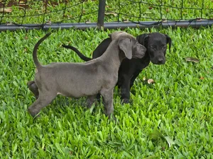 1-3 months Male Purebred Great Dane