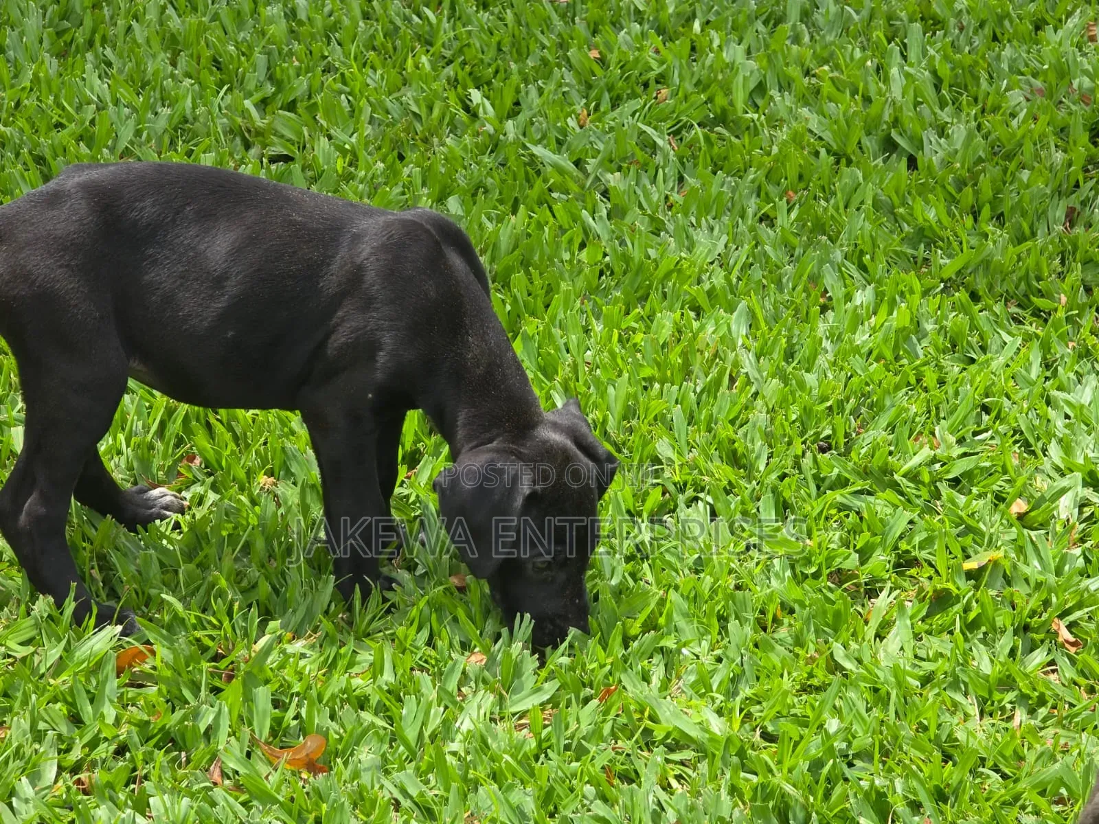 1-3 months Male Purebred Great Dane