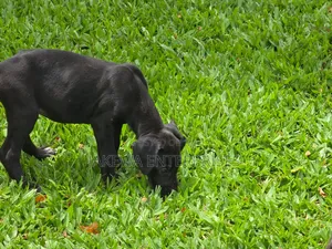 1-3 months Male Purebred Great Dane