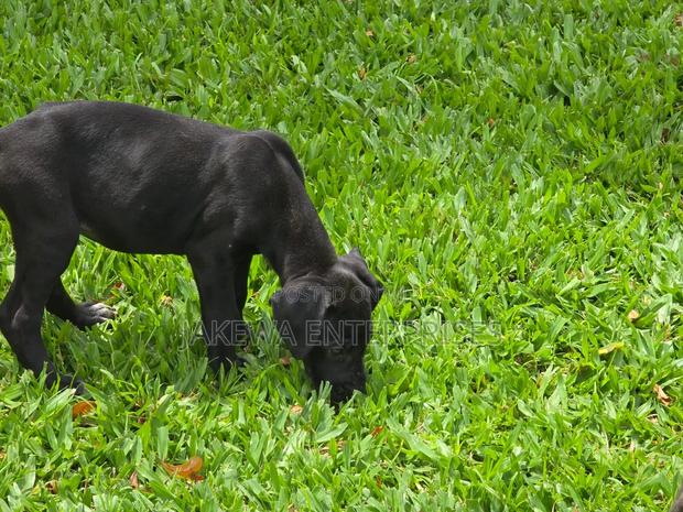1-3 months Male Purebred Great Dane - thumbnail 2
