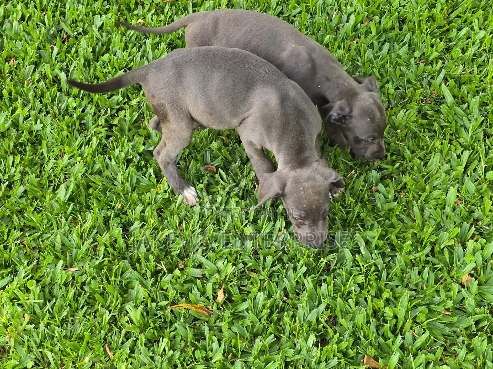 1-3 months Female Purebred Great Dane
