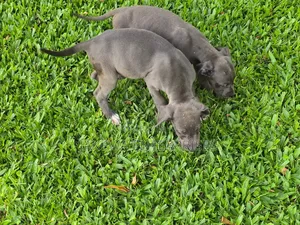 1-3 months Female Purebred Great Dane