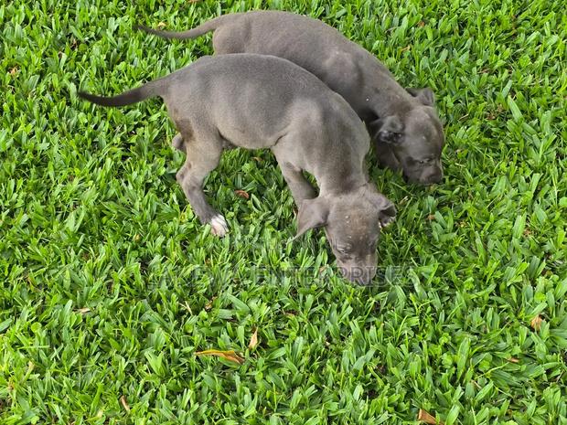 1-3 months Female Purebred Great Dane