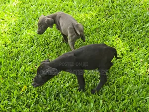 1-3 months Female Purebred Great Dane