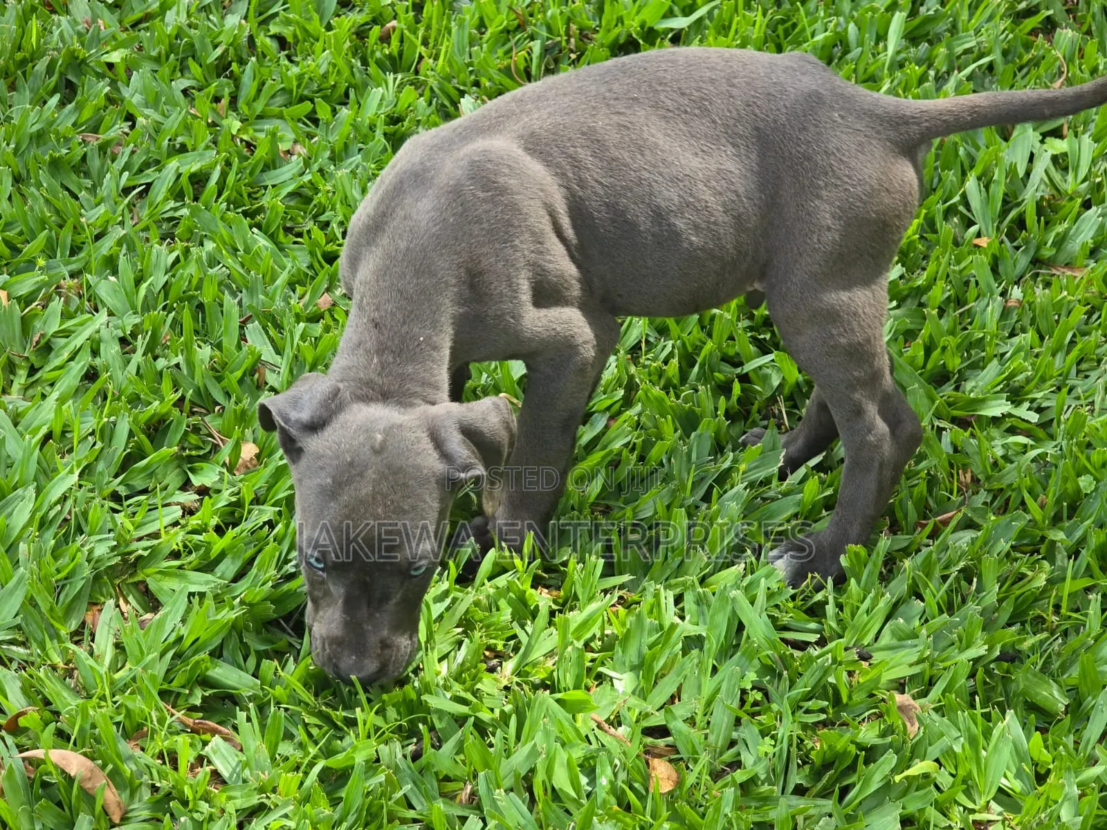 1-3 months Male Purebred Great Dane