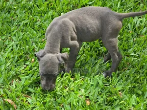 1-3 months Male Purebred Great Dane