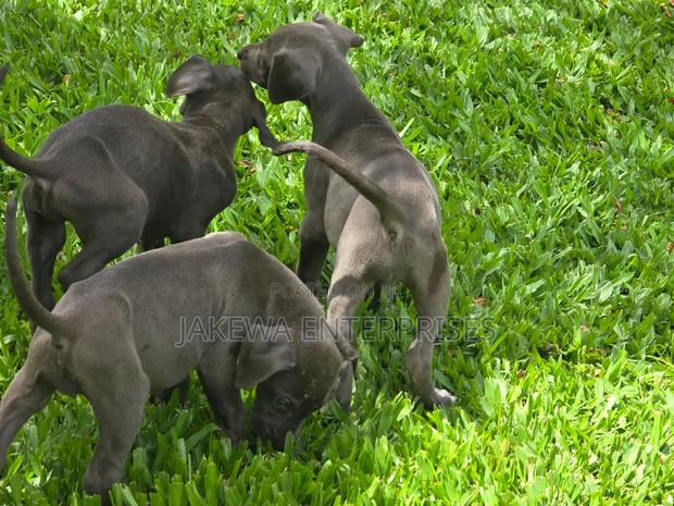 1-3 months Male Purebred Great Dane
