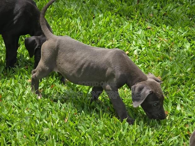 1-3 months Male Purebred Great Dane - thumbnail 2