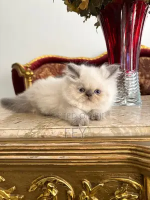 1-3 months Male Purebred Persian