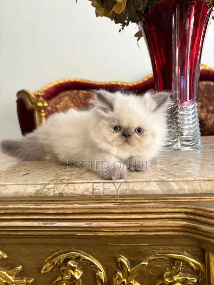 1-3 months Male Purebred Persian