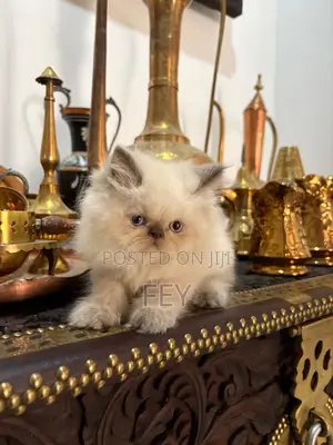 1-3 months Male Purebred Persian