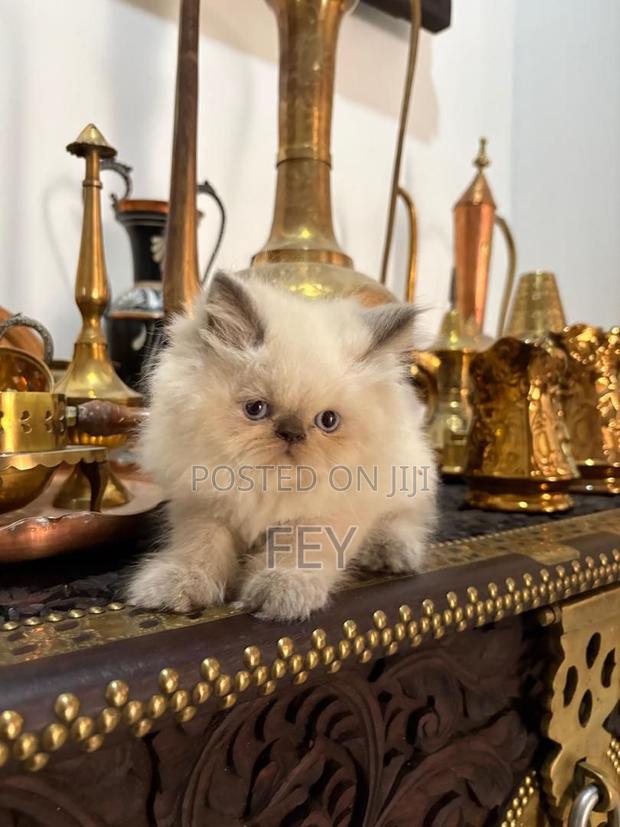 1-3 months Male Purebred Persian - thumbnail 3
