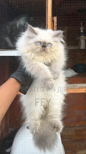 1-3 months Male Purebred Persian