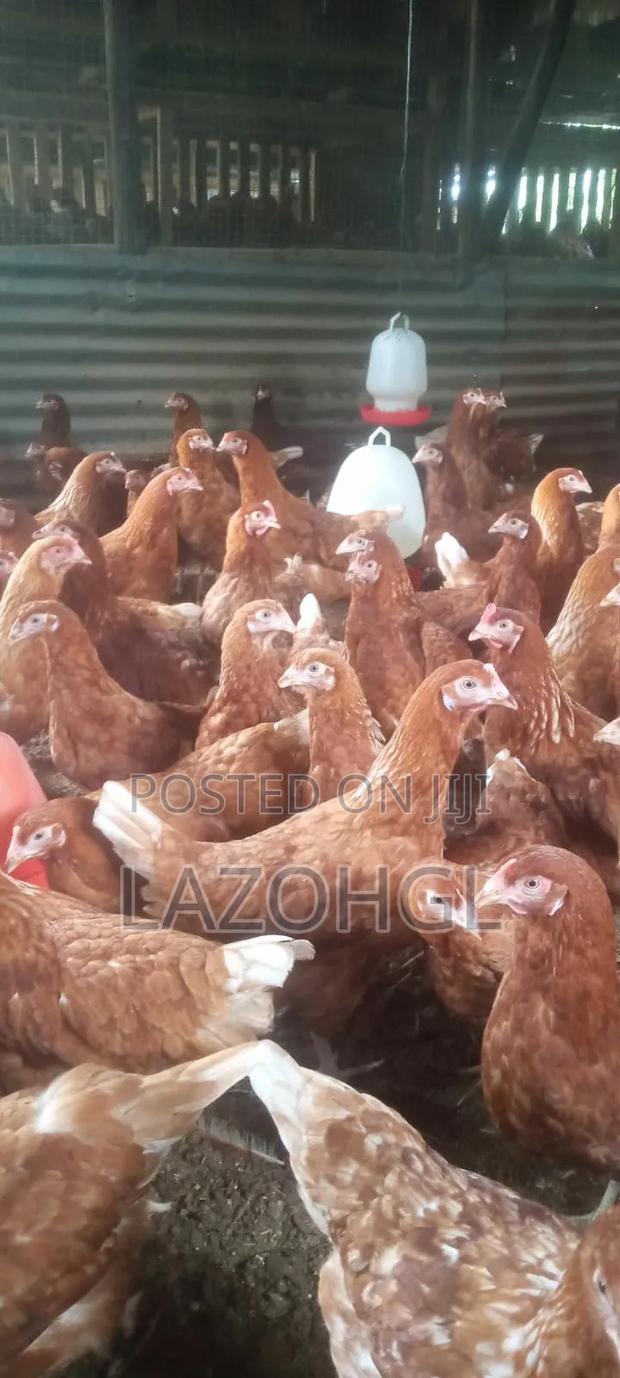 Point of Lay Issa Brown Layers Kenchick, in Kisumu, Seme - thumbnail 3