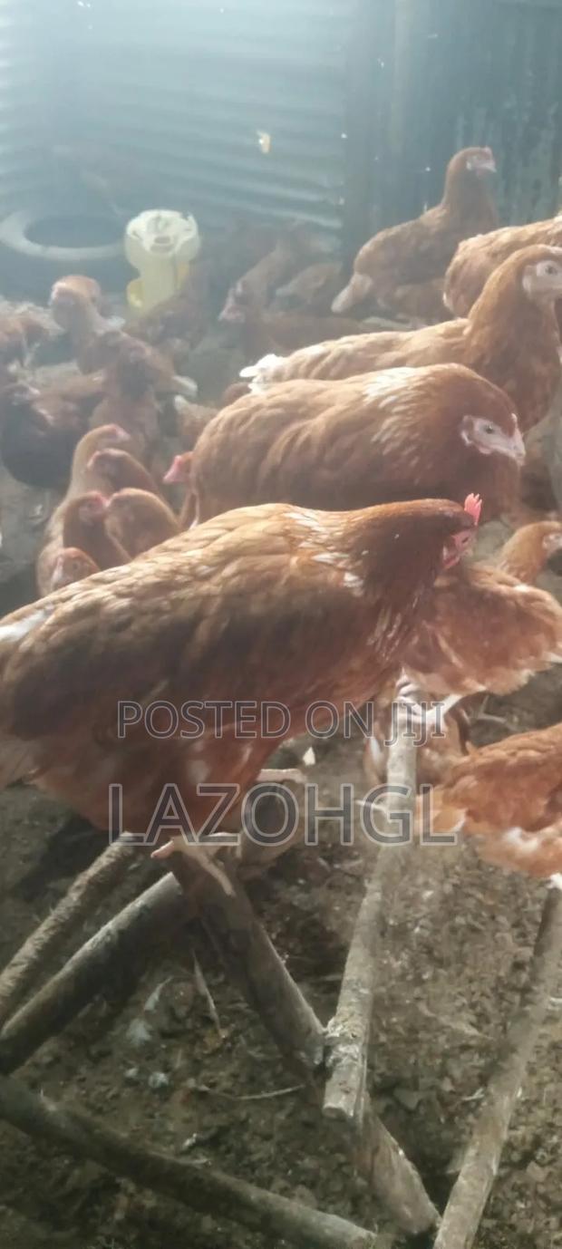 Point of Lay Issa Brown Layers Kenchick, in Kisumu, Seme - thumbnail 5