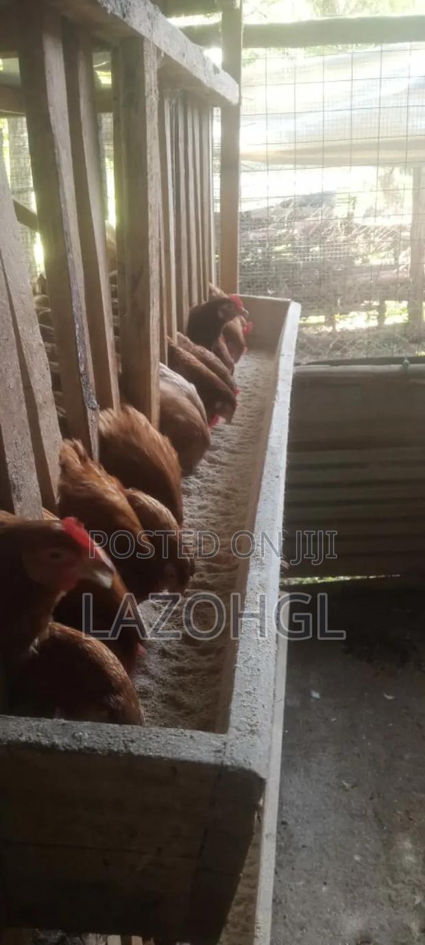 Point of Lay Issa Brown Layers Kenchick, in Kisumu, Seme - thumbnail 6